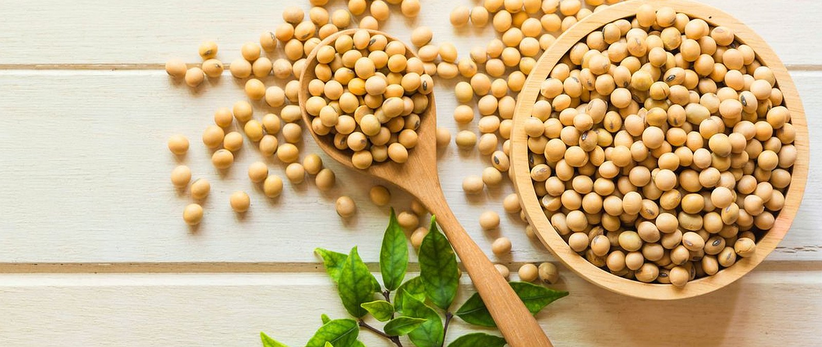 Kedelai Lokal Non GMO Versus Kedelai Impor GMO