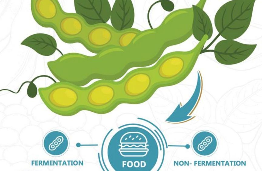 Hal yang Belum Banyak diketahui Kita-Kita, Keunggulan Kedelai Petani Indonesia