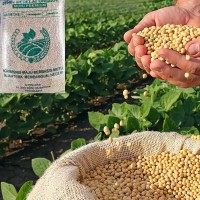 Benih Kedelai Unggul